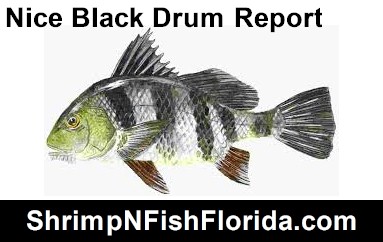 Nice Black Drum Report